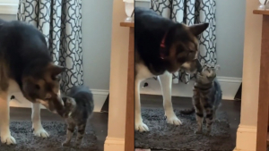 Illustration : Recueilli à 14 ans, ce vieux Berger Allemand trouve un bonheur inattendu auprès d’une chatte handicapée (vidéo)