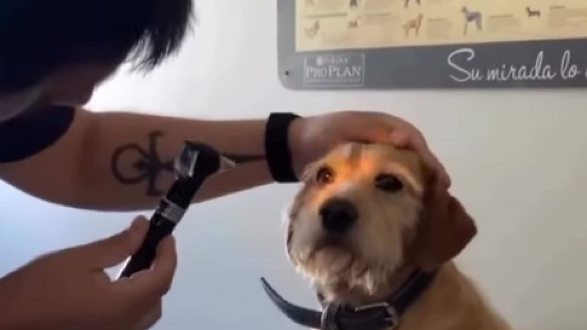 Illustration : "Ils pensent que leur chien est aveugle, puis découvrent qu’il excelle simplement dans l’art d’ignorer les gens (vidéo) "