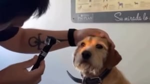 Illustration : "Ils pensent que leur chien est aveugle, puis découvrent qu’il excelle simplement dans l’art d’ignorer les gens (vidéo) "