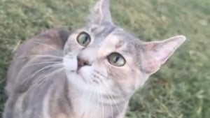 Illustration : Cette chatte paralysée des pattes arrière tient tous les jours à fêter le retour de son humaine malgré son handicap (vidéo)