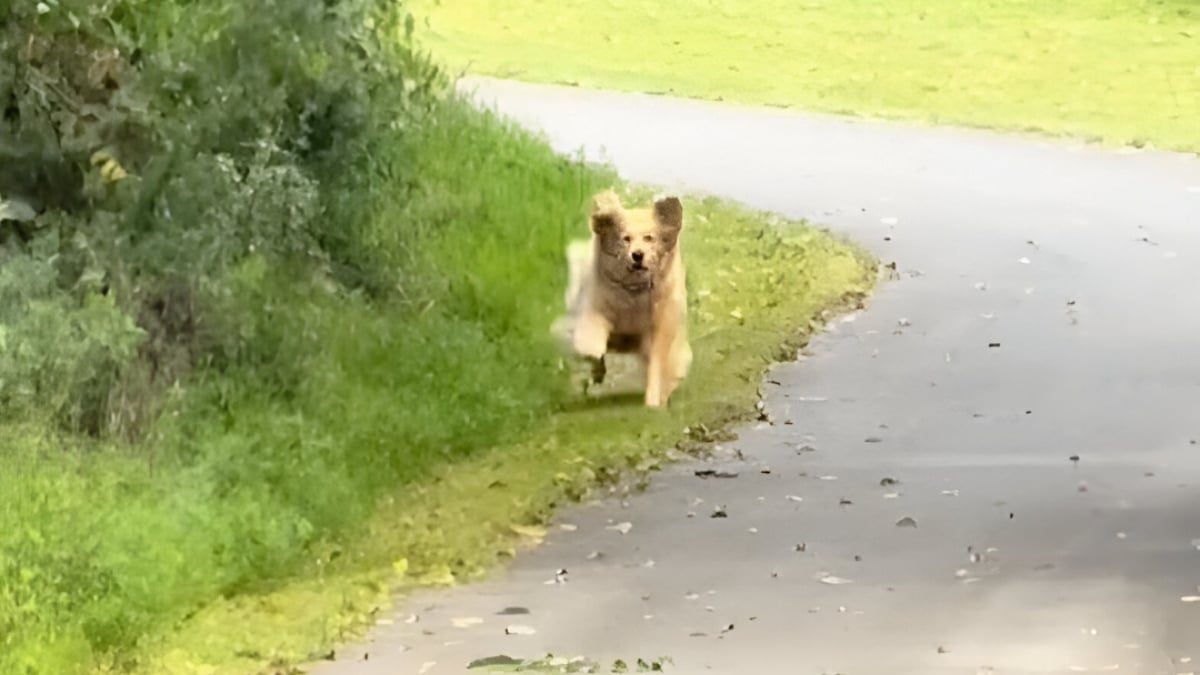 Illustration : "Après 2 semaines de séparation, cette Golden Retriever fond de joie en retrouvant sa maîtresse adorée (vidéo)"
