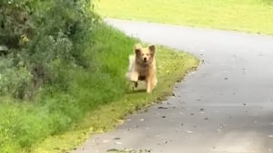 Illustration : Après 2 semaines de séparation, cette Golden Retriever fond de joie en retrouvant sa maîtresse adorée (vidéo)