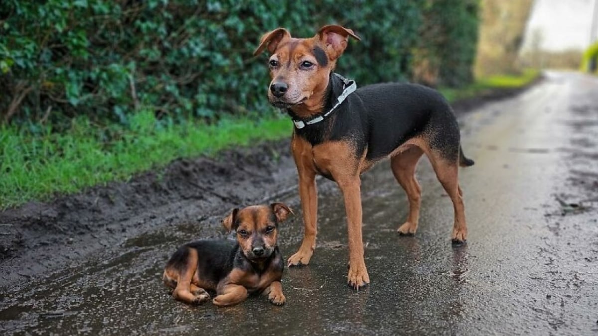 Illustration : "14 photos qui ont été retouchées de façon à mettre en scène un même chien à 2 âges différents"