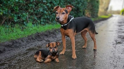 Illustration : 14 photos qui ont été retouchées de façon à mettre en scène un même chien à 2 âges différents