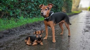 Illustration : 14 photos qui ont été retouchées de façon à mettre en scène un même chien à 2 âges différents