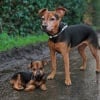 Illustration : 14 photos qui ont été retouchées de façon à mettre en scène un même chien à 2 âges différents