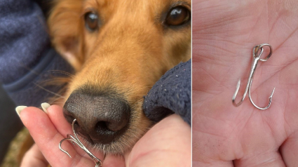 Illustration : Une chienne blessée par un hameçon subit une opération, sa maîtresse lance un appel aux pêcheurs
