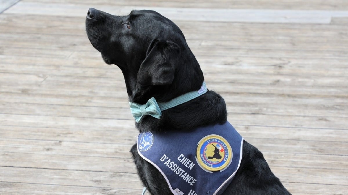 Illustration : "L’Aveyron accueille son premier chien d’assistance judiciaire, formé pour apaiser l’angoisse des victimes face aux audiences"