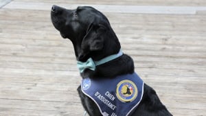 Illustration : L’Aveyron accueille son premier chien d’assistance judiciaire, formé pour apaiser l’angoisse des victimes face aux audiences