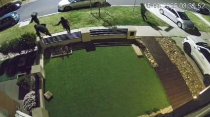 Illustration : Un Labrador courageux fait fuir un groupe de cambrioleurs potentiellement armés qui s’est introduit chez lui 