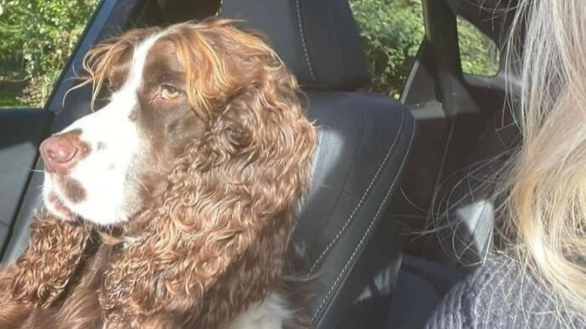 Illustration : "15 amis canins qui deviennent les rois de la comédie en une photo"