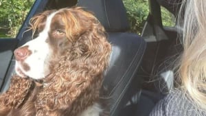 Illustration : "15 amis canins qui deviennent les rois de la comédie en une photo"