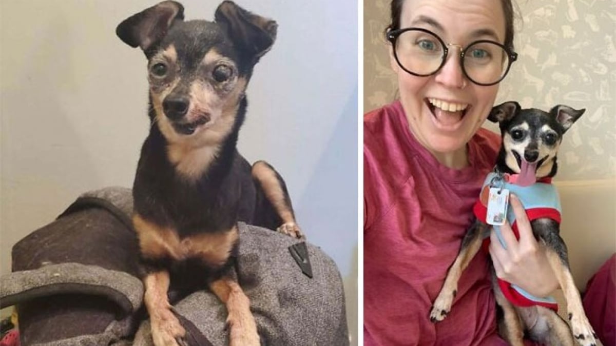 Illustration : "12 photos émouvantes “avant/après” de chiens adoptés dans des refuges"