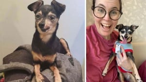 Illustration : "12 photos émouvantes “avant/après” de chiens adoptés dans des refuges"