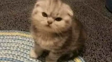 Illustration : 12 chats duveteux et drôles qui vous feront fondre avec leur adorable apparence