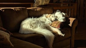 Illustration : "13 chats et chiens qui ne se doutaient pas que leur photo allait devenir un chef-d'œuvre"