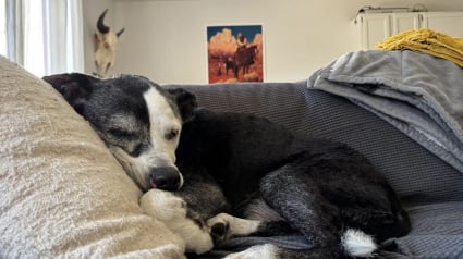 Illustration : En pleine détresse après la perte de son chien, une femme tombe dans le piège d'un arnaqueur avant de connaître des retrouvailles inespérées