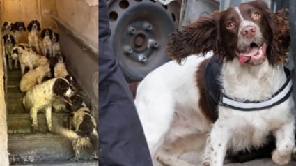 Illustration : Rescapés d’un élevage insalubre, ces Springer Spaniels deviennent chiens policiers quelques mois plus tard