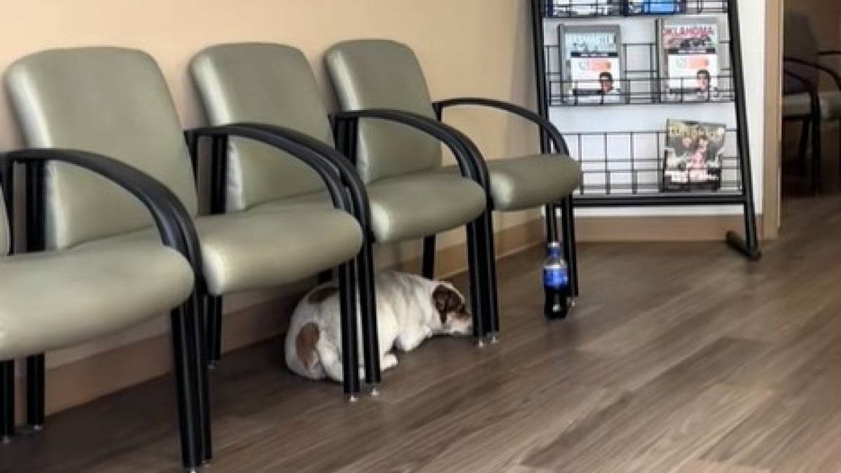 Illustration : "Ce chien loyal accompagne son maître aux urgences, puis l'attend de longues heures en salle d'attente (vidéo) "