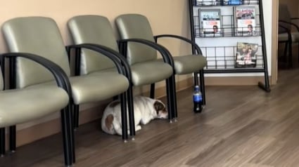 Illustration : Ce chien loyal accompagne son maître aux urgences, puis l'attend de longues heures en salle d'attente (vidéo) 