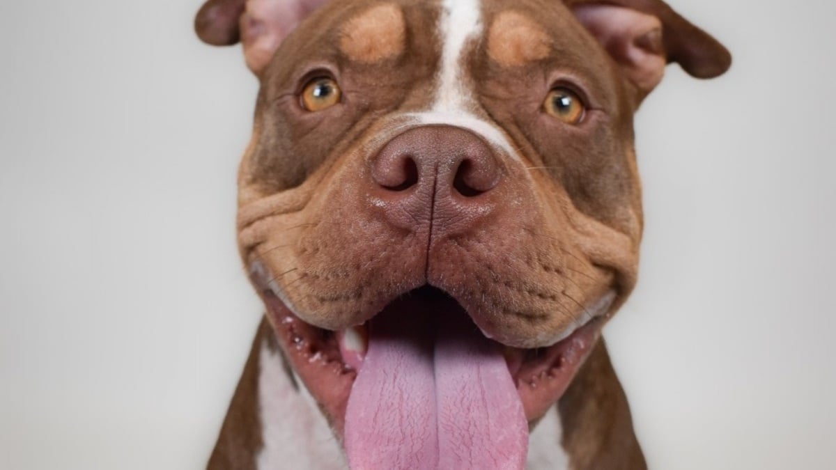 Illustration : "Chaque jour, ce chien à la joie de vivre communicative fixe les visiteurs du refuge avec un regard qui supplie qu’on l’adopte (vidéo)"