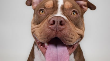 Illustration : Chaque jour, ce chien à la joie de vivre communicative fixe les visiteurs du refuge avec un regard qui supplie qu’on l’adopte (vidéo)