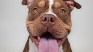 Illustration : Chaque jour, ce chien à la joie de vivre communicative fixe les visiteurs du refuge avec un regard qui supplie qu’on l’adopte (vidéo)