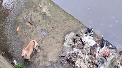 Illustration : Son chien appelle au secours, il n’hésite pas à dévaler une pente vertigineuse pour le secourir 