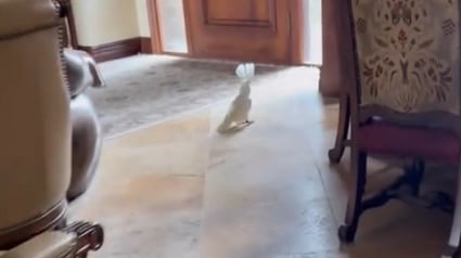 Illustration : Ce cacatoès aboie et monte la garde à la place du Labrador de la maison (vidéo) 