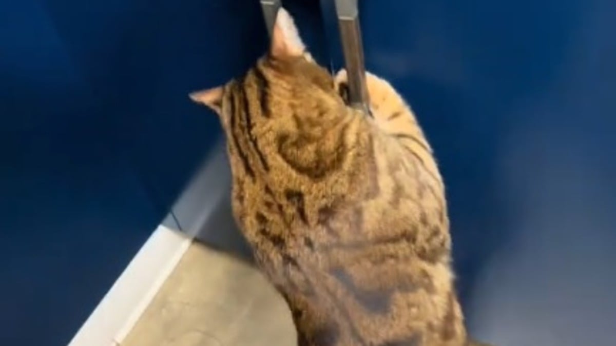 Illustration : "Un chat reçoit une friandise chez le vétérinaire mais ne s'en contente pas et vise carrément tout le stock (vidéo)"