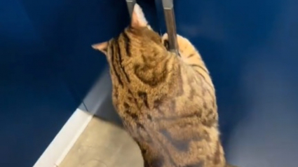 Illustration : Un chat reçoit une friandise chez le vétérinaire mais ne s'en contente pas et vise carrément tout le stock (vidéo)