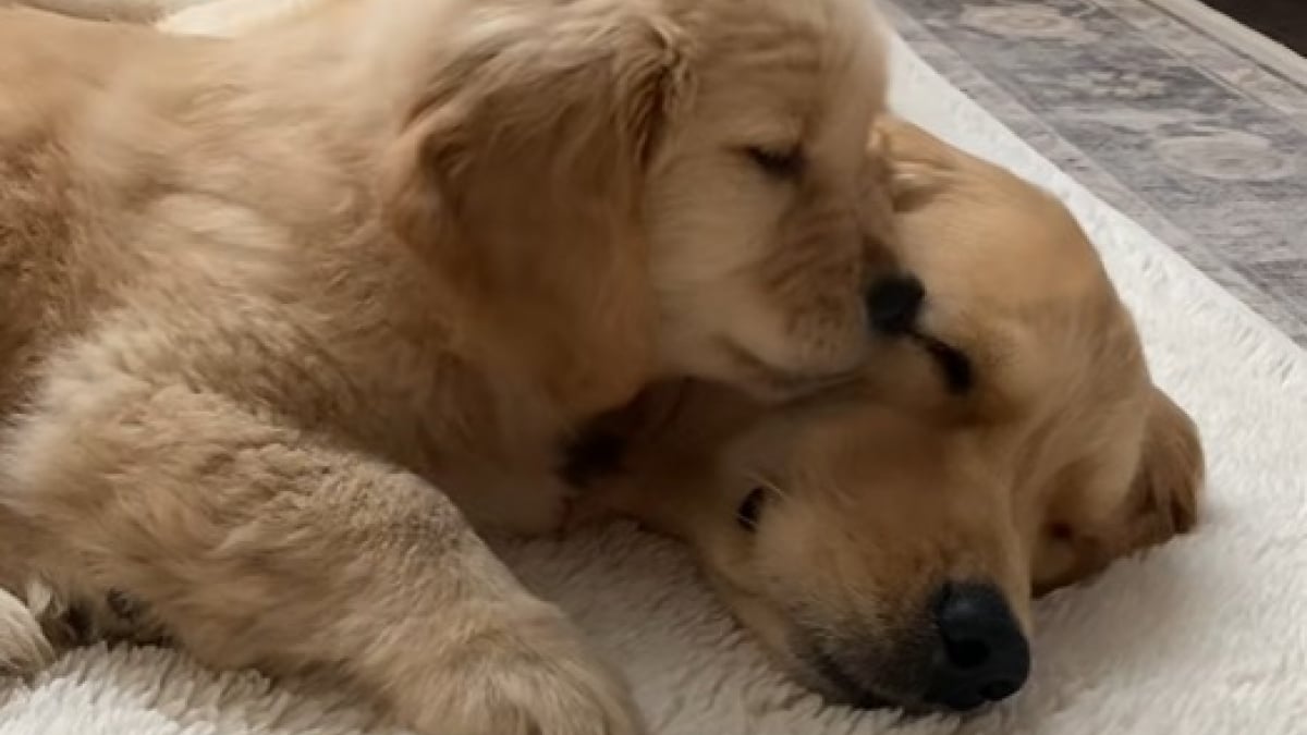 Illustration : "L’adorable amitié entre un Golden Retriever et sa version miniature arrivée récemment dans la maison (vidéo)"