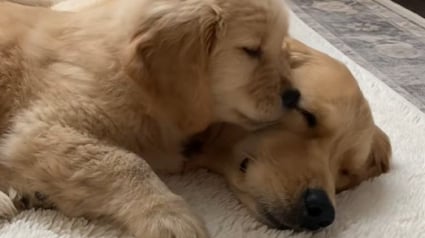 Illustration : L’adorable amitié entre un Golden Retriever et sa version miniature arrivée récemment dans la maison (vidéo)