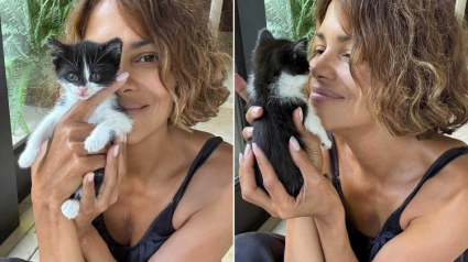 Illustration : L’actrice oscarisée Halle Berry trouve un chaton dans son jardin et l’adopte immédiatement, prouvant ainsi qu’elle est la “vraie Catwoman” (vidéo)