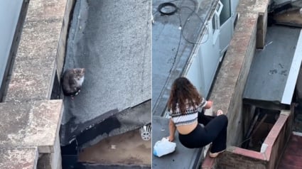 Illustration : Une amitié ayant mis 3 semaines à se former entre un chat errant et une âme bienveillante débouche sur une adoption émouvante (vidéo)