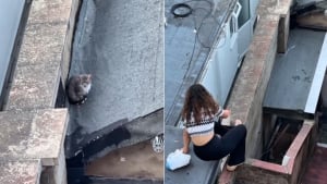Illustration : Une amitié ayant mis 3 semaines à se former entre un chat errant et une âme bienveillante débouche sur une adoption émouvante (vidéo)