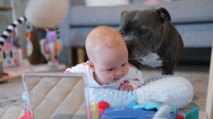 Illustration : L’arrivée d’un bébé chamboule le quotidien de ce Staffordshire et fait naître un sentiment de culpabilité chez sa maîtresse (vidéo)
