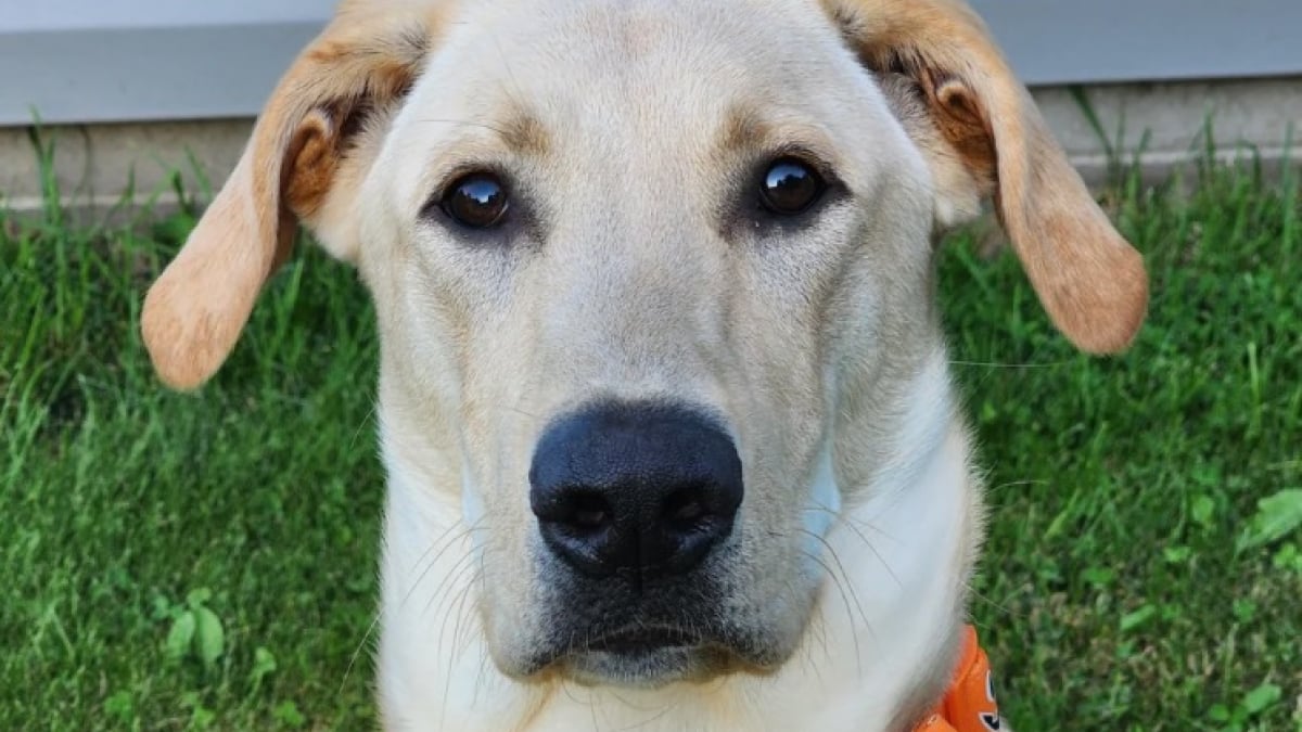 Illustration : "Une propriétaire paye des frais d’adoption majorés pour un chien présenté comme « pure race », mais un test ADN révèle une autre réalité"