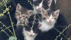 Illustration : La démarche patiente et bienveillante d’une femme permet à une chatte et ses 6 chatons de sortir de l’errance