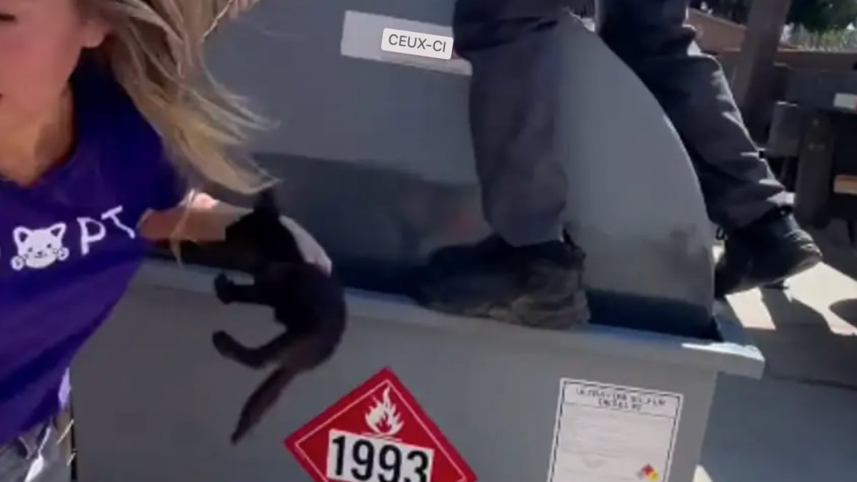 Illustration : "Des chatons coincés dans un réservoir de carburant sont secourus après des heures d’efforts acharnés de plusieurs associations (vidéo)"