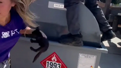 Illustration : Des chatons coincés dans un réservoir de carburant sont secourus après des heures d’efforts acharnés de plusieurs associations (vidéo)