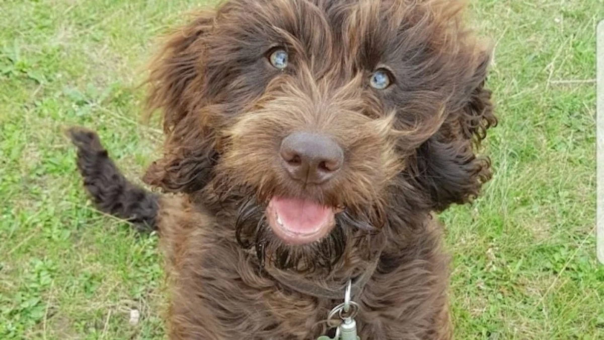 Illustration : "Un chien croit jouer avec une étoile de mer inoffensive, mais finit aux urgences"