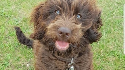 Illustration : Un chien croit jouer avec une &eacute;toile de mer inoffensive, mais finit aux urgences