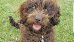 Illustration : "Un chien croit jouer avec une étoile de mer inoffensive, mais finit aux urgences"