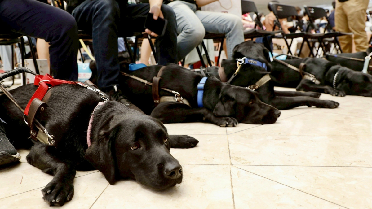 Illustration : "Premier chien de thérapie en milieu hospitalier dans son pays, ce Labrador a droit à une cérémonie célébrant son départ à la retraite"