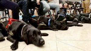 Illustration : "Premier chien de thérapie en milieu hospitalier dans son pays, ce Labrador a droit à une cérémonie célébrant son départ à la retraite"