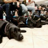 Illustration : Premier chien de thérapie en milieu hospitalier dans son pays, ce Labrador a droit à une cérémonie célébrant son départ à la retraite
