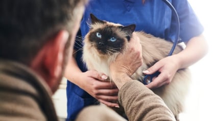 Illustration : Virbac redéfinit la prise en charge de la maladie rénale chronique chez le chat en dévoilant une solution nutritionnelle inédite