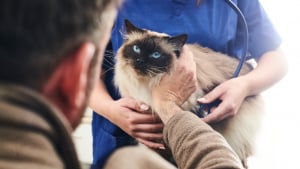 Illustration : Virbac redéfinit la prise en charge de la maladie rénale chronique chez le chat en dévoilant une solution nutritionnelle inédite