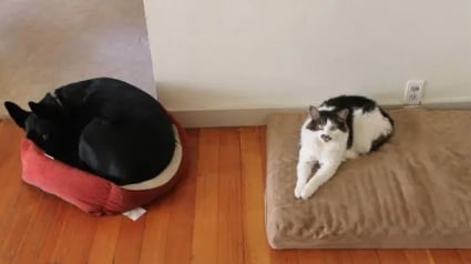 Illustration : 11 photos de chiens désespérés qui se sont fait voler leur panier